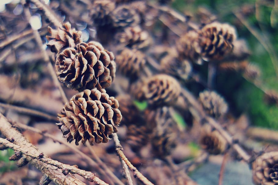 branches, close-up, macro, nature, pine cones, trees, plant HD wallpaper