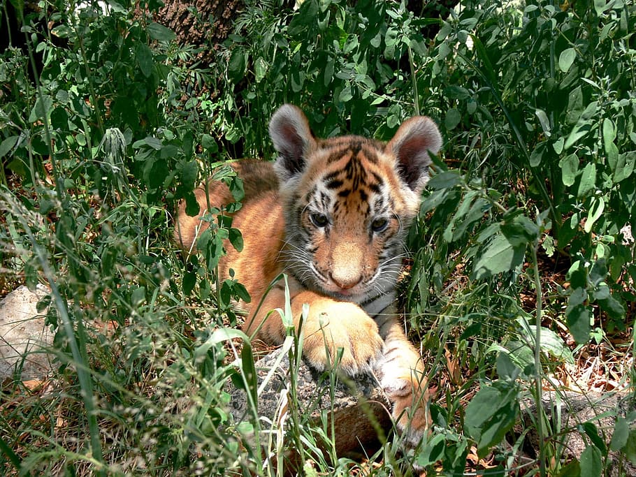 brown tiger on green grass during daytime, cub, hiding, undergrowth HD wallpaper
