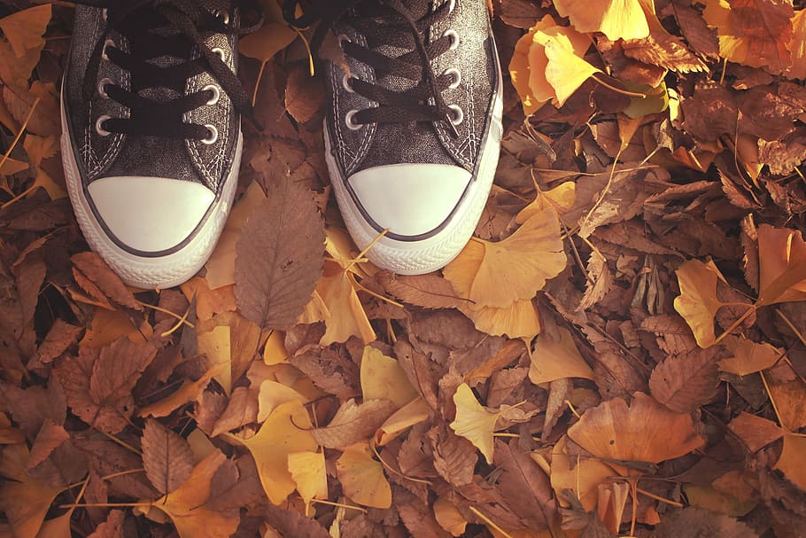 photo of person wearing low-top sneakers stamping on maple leaves HD wallpaper