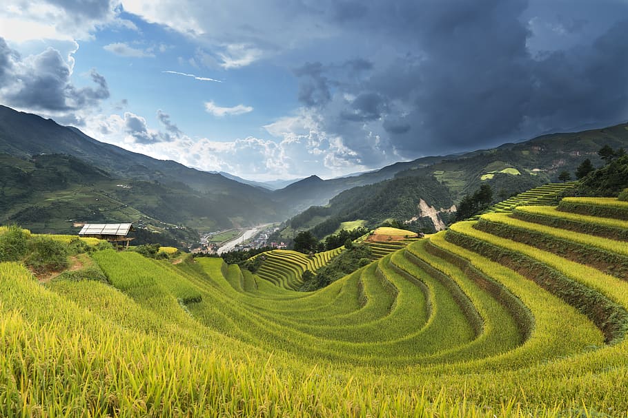 rice terraces under gray and white sky, vietnam, rice field, kathy