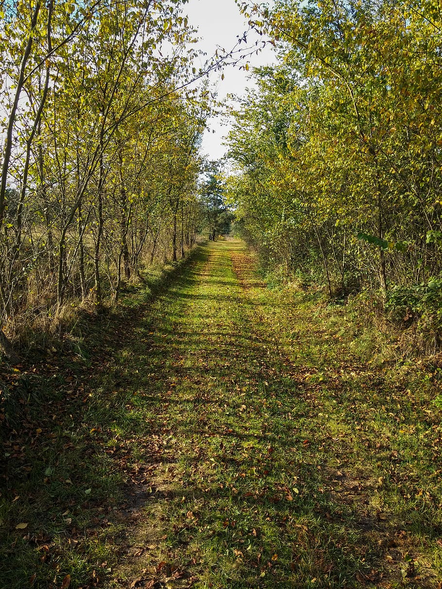 Path, Forest, Nature, Spacer, the path, autumn, tree, grass HD wallpaper