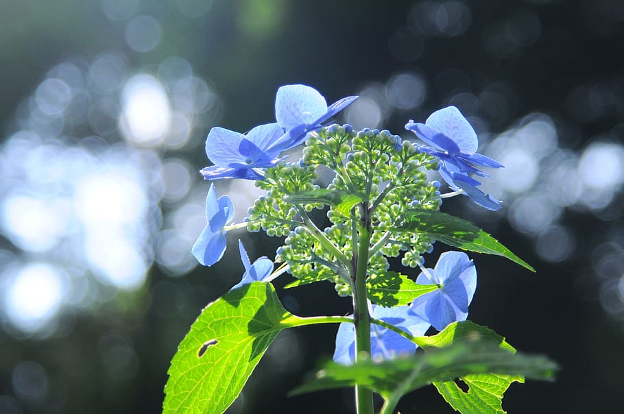 hydrangea, light, flowers, flowering plant, freshness, beauty in nature HD wallpaper
