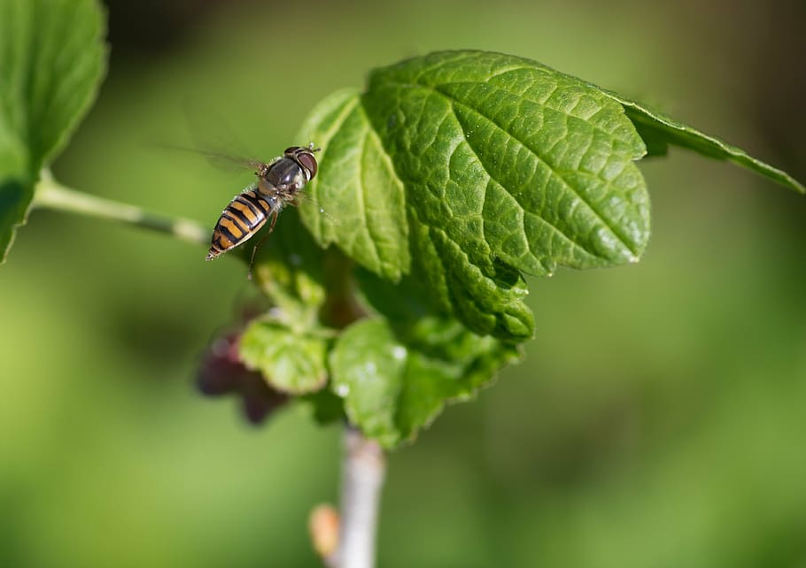 hoverfly, pollinator, insect, animals in the wild, invertebrate HD wallpaper