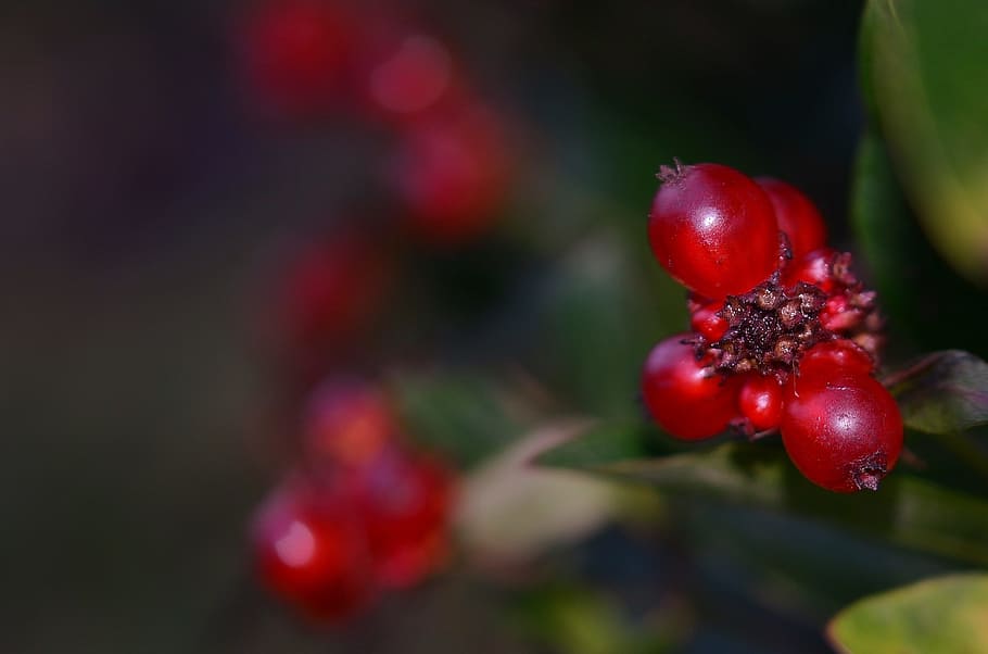 currants, berries, fruit, red, red currant, soft, food, berry HD wallpaper