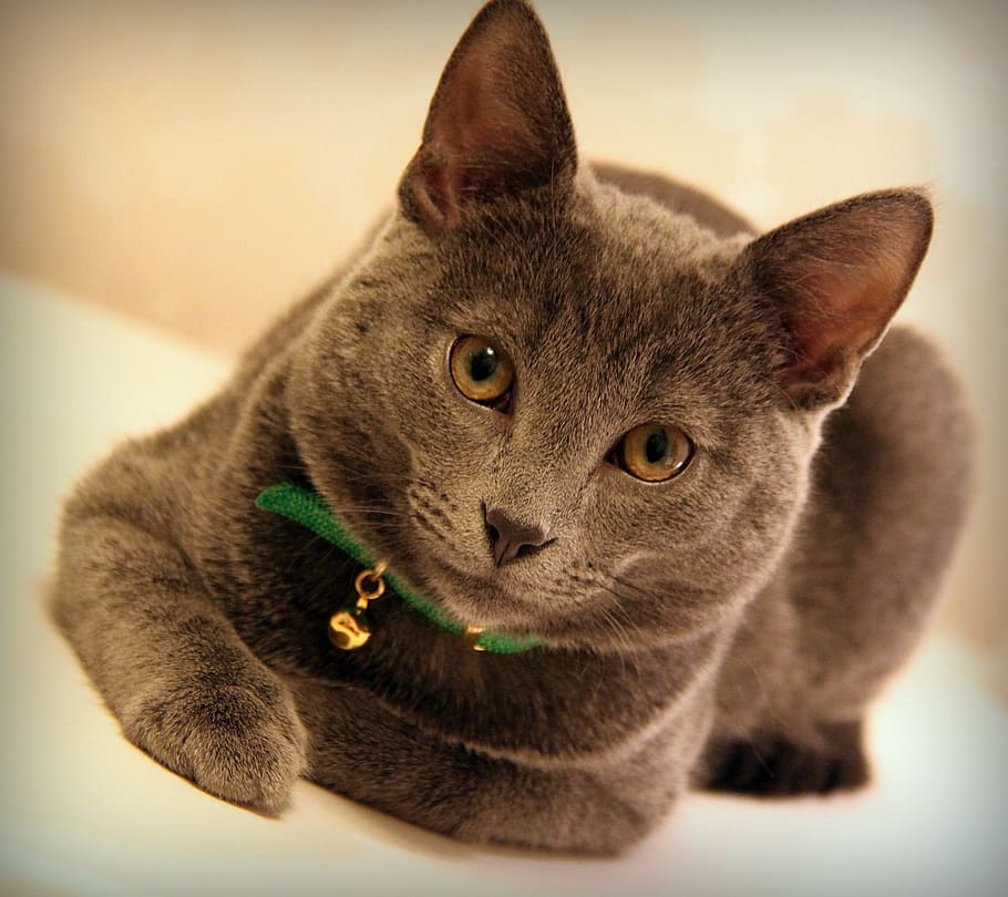 short-haired gray cat, grey, animals, cat profile, gray cat pets HD wallpaper