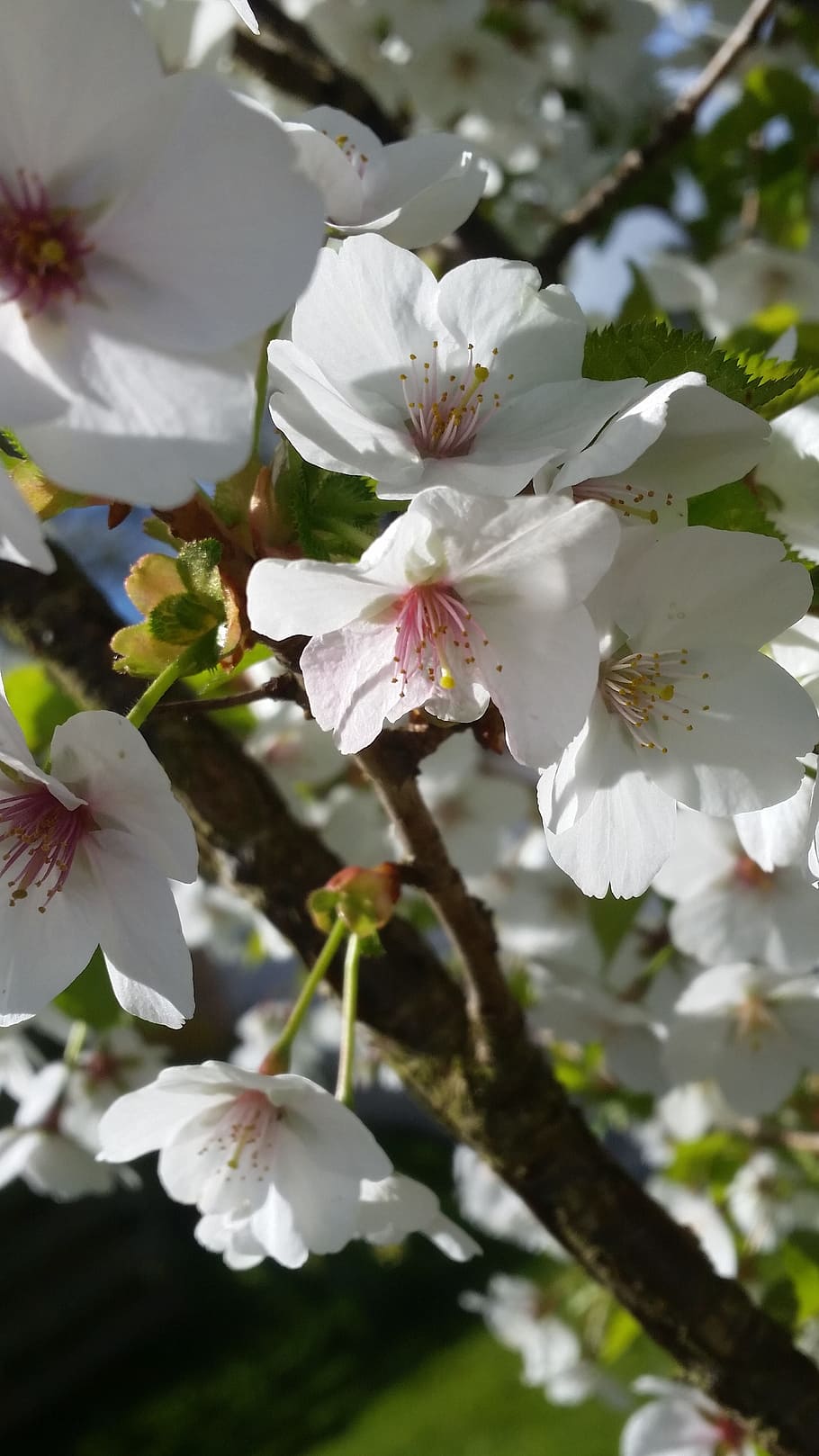cherry, blossom, flower, spring, sunshine, april, blossoming HD wallpaper