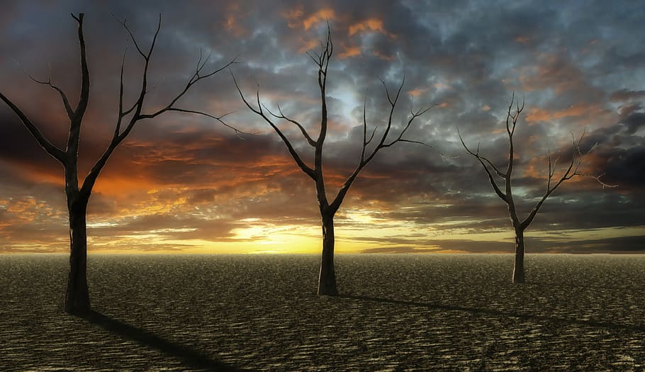landscape photography of three leafless trees, sunset, desert HD wallpaper