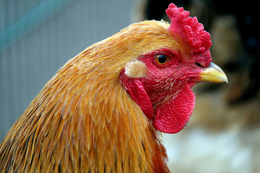 bird, poultry, nature, feather, animal, farm, bill, color, portrait HD wallpaper