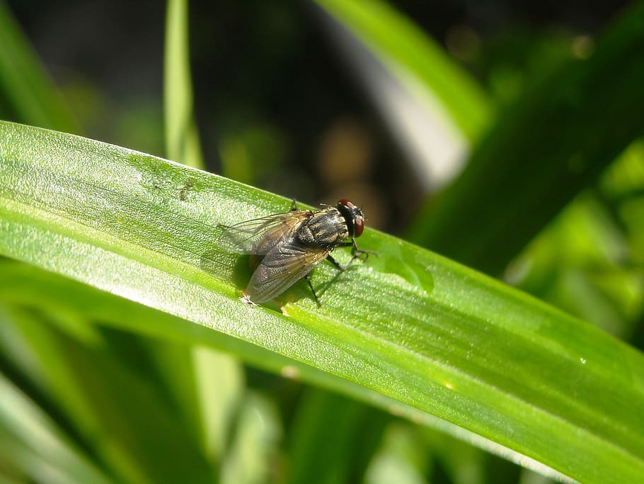 flies, insects, leaf, pandan, green, invertebrate, animal themes HD wallpaper