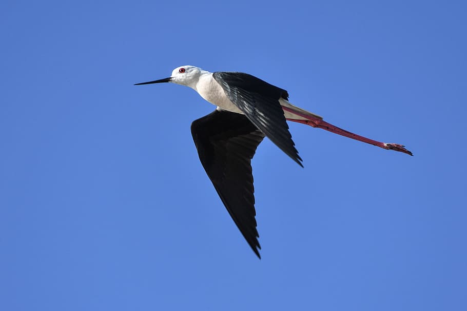 low angle photography of flying black-winged stilt, Flight, Bird, HD wallpaper