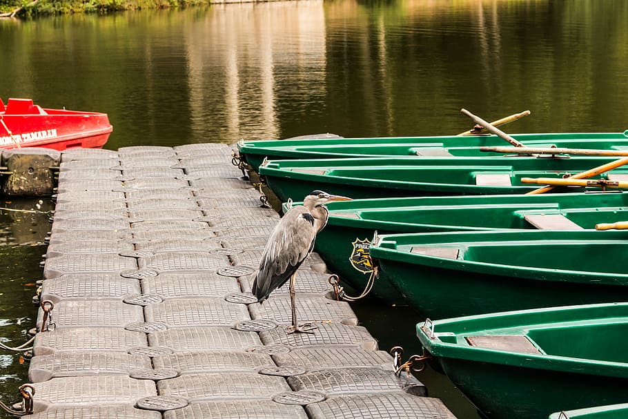 Grey Heron, Boats, Nature, Water, landscape, lake, stadtwald, HD wallpaper