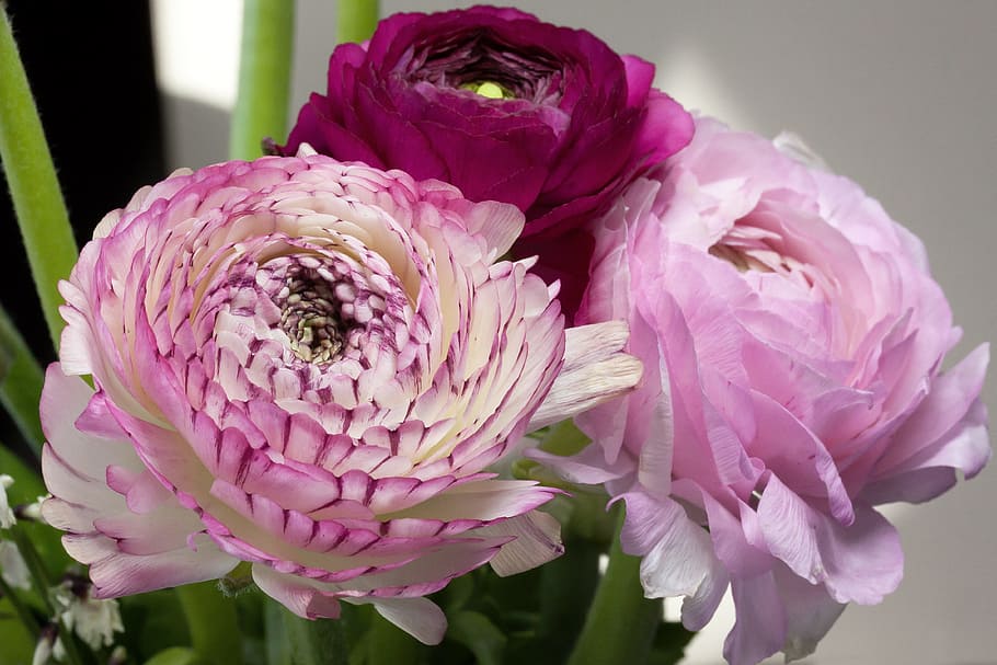 three pink flowers, ranunculus, blossom, bloom, spring, nature HD wallpaper