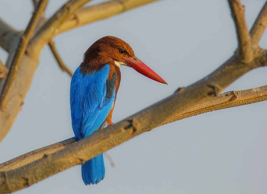 photo of brown and blue long beak bird on top of tree branch during daytime