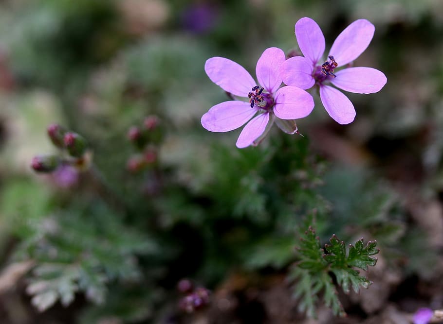 flower, wild, pink, tiny, plant, nature, flowering plant, freshness HD wallpaper