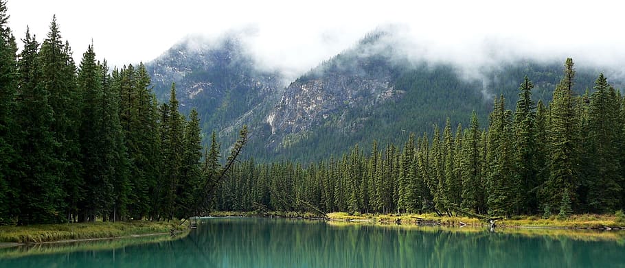 lake surrounded with trees, landscape, bow river, alberta, canada HD wallpaper