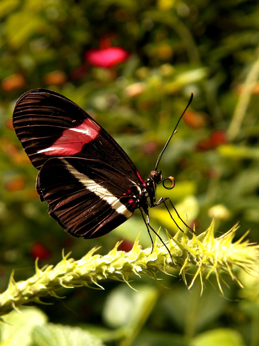 postman, butterfly, lands, one animal, animal wildlife, animal wing HD wallpaper