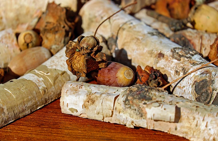 white wood logs and dried leaves, acorns, tree fruit, infected HD wallpaper