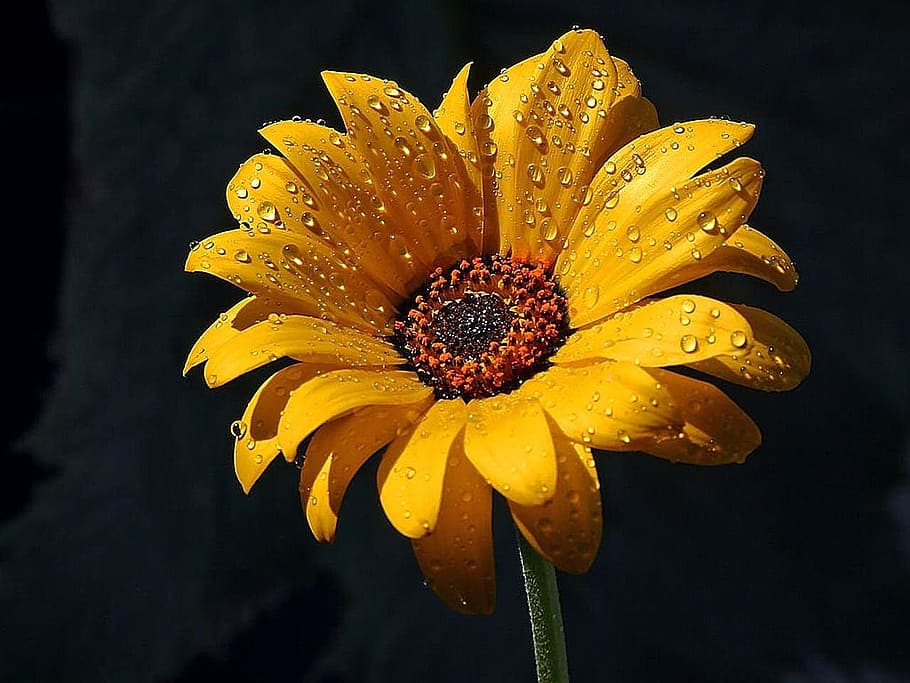 rain, dew, flowers, macro, flower head, petal, yellow, inflorescence HD wallpaper