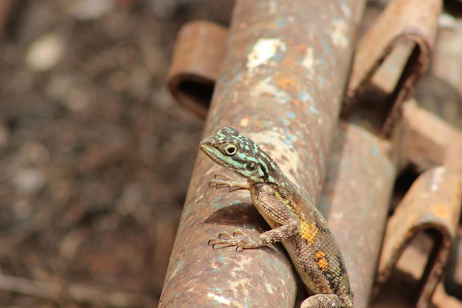 agama, lizard, animal, nature, wild, wildlife, nigeria, africa HD wallpaper