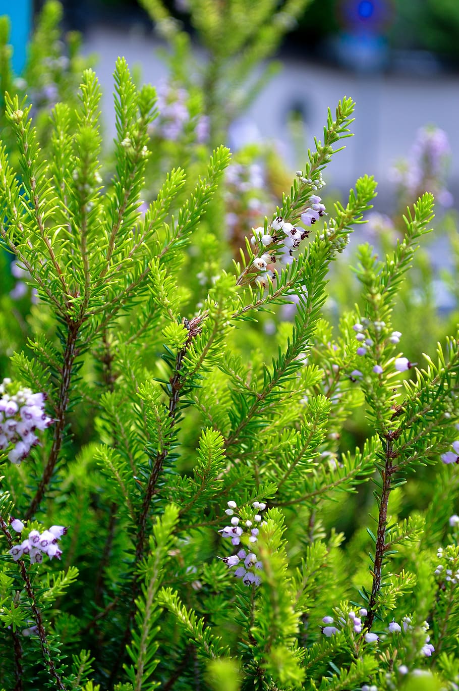 Green, Natural, green color, plant, nature, flower, no people HD wallpaper