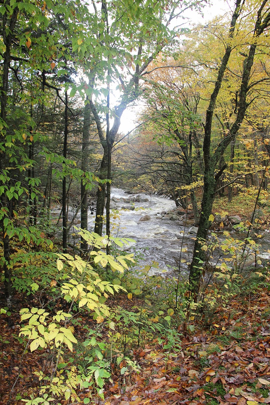 Stream, Sunlit, Nature, River, Rural, natural, forest, scenics HD wallpaper
