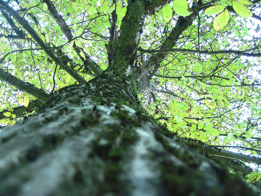 tree, forest, nature, aesthetic, log, tribe, bark, green, leaves HD wallpaper