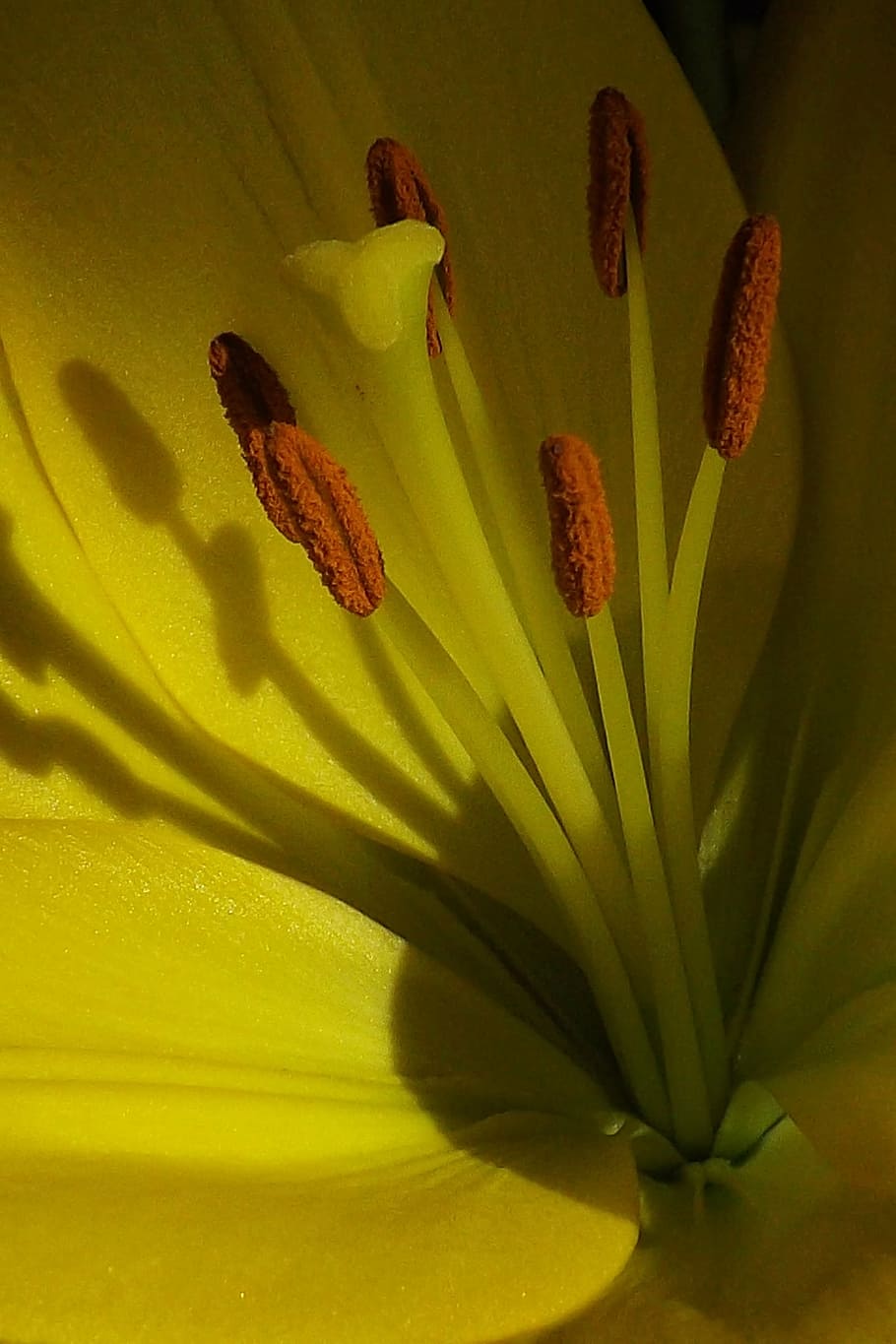 nature, macro, flower, yellow, lily, plant, beauty in nature HD wallpaper