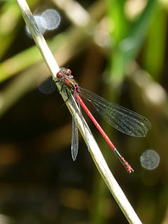 Dragonfly, Stem, Pond, red dragonfly, flying insect, pyrrhosoma nymphula HD wallpaper