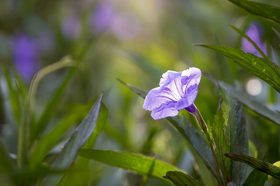 purple minnie root flower, dusk, grass, green, bloom, blossom HD wallpaper