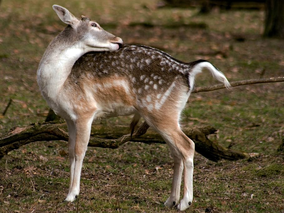 hirsch, fallow deer, forest, one animal, mammal, animal wildlife HD wallpaper