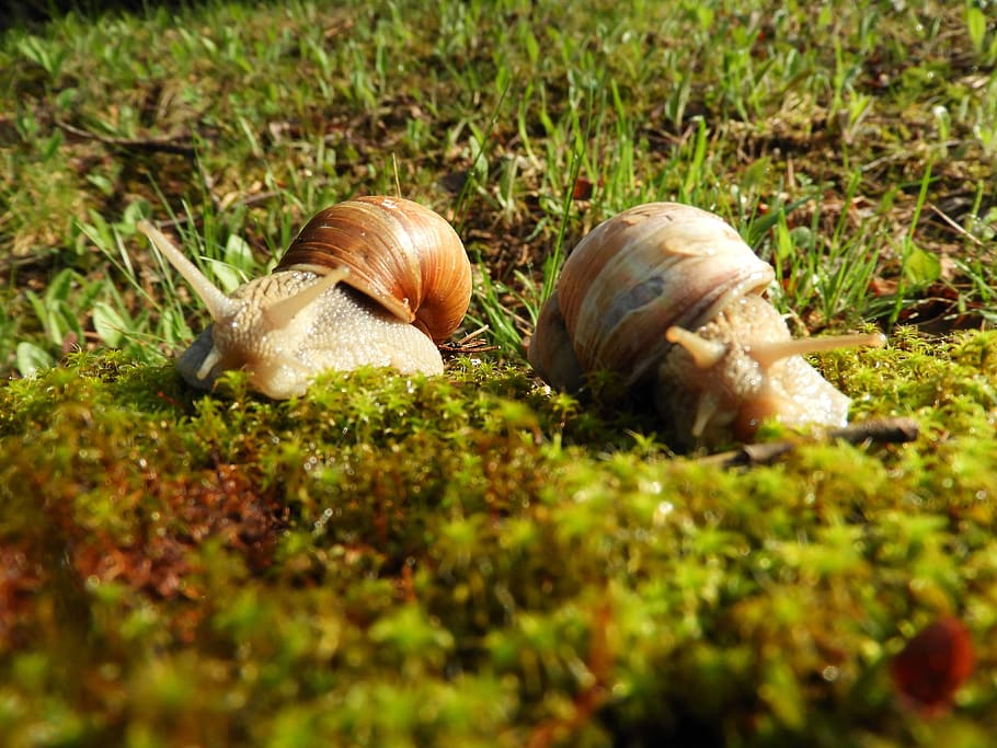 couple, worm, spring, animal wildlife, grass, selective focus HD wallpaper