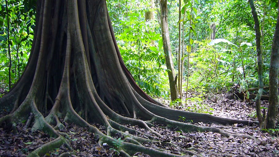 brown tree, jungle, roots, forest, trunk, nature, costarica HD wallpaper