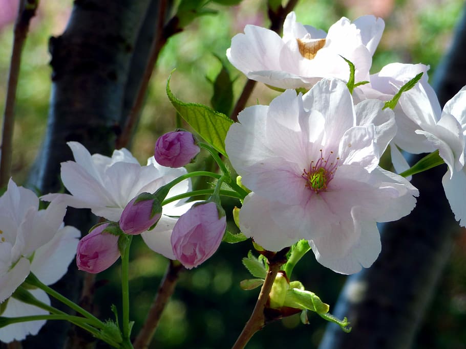 prunus, flower, tree, nature, garden, fulfillment, flowering spring HD wallpaper