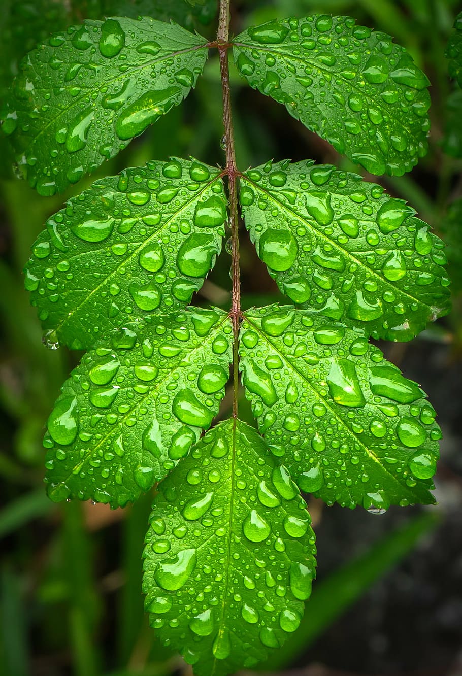 green leafed plant, the leaves, plants, hwalyeob, nature, abstract, HD wallpaper