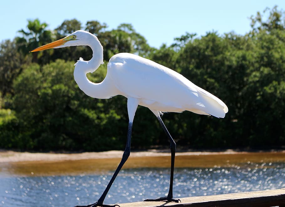 white stork on wooden platform near body of water, great egret