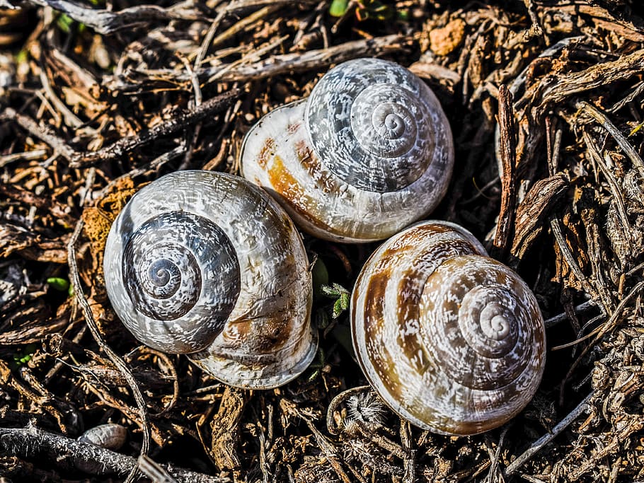 shell, snail, nature, wildlife, spiral, helix, animal wildlife HD wallpaper