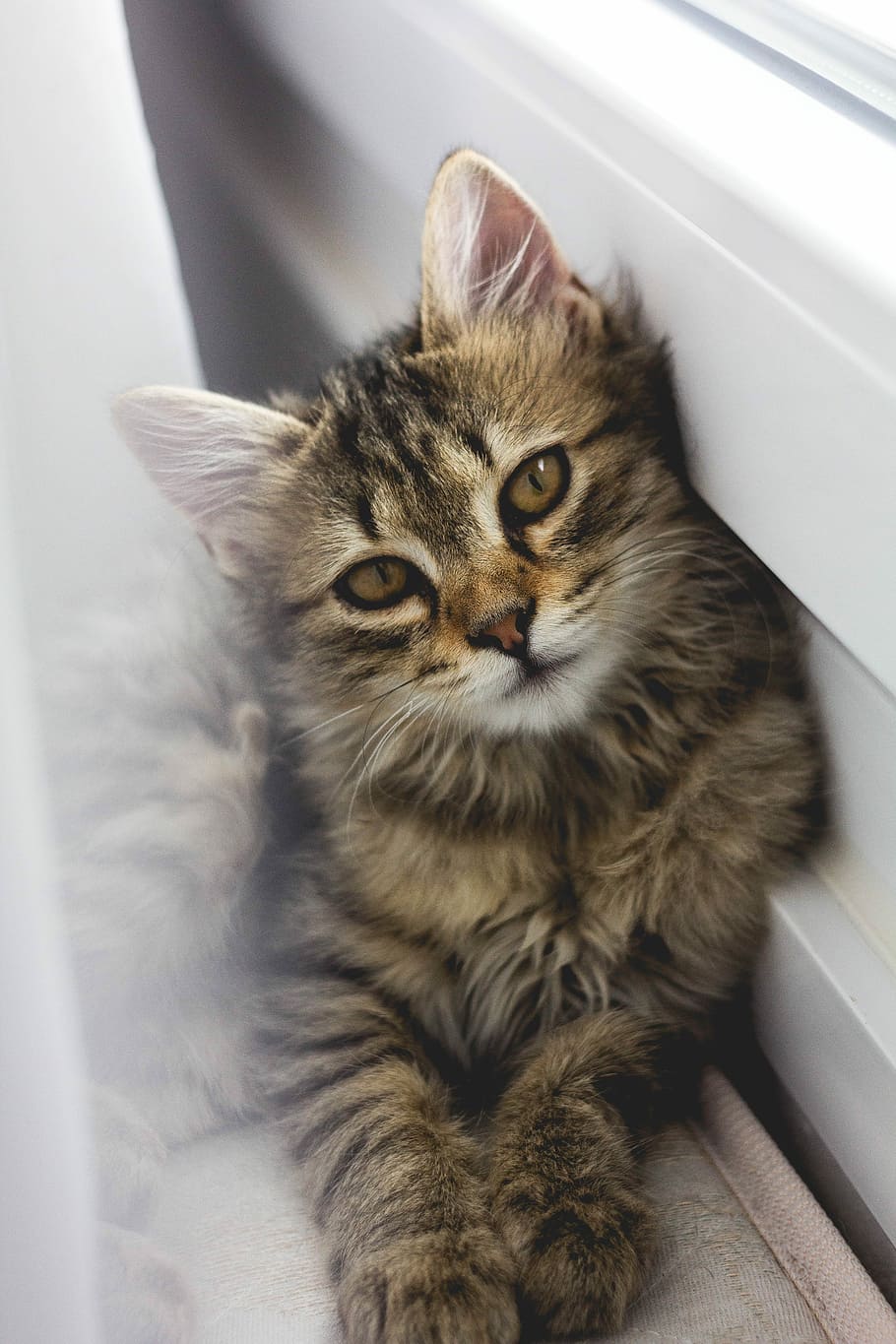 gray tabby kitten leaning on white wall, tabby cat leaning on wall HD wallpaper