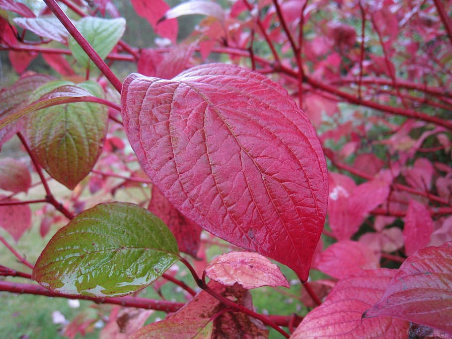 autumn, leaf, red, green, garden, bush, plant part, close-up HD wallpaper