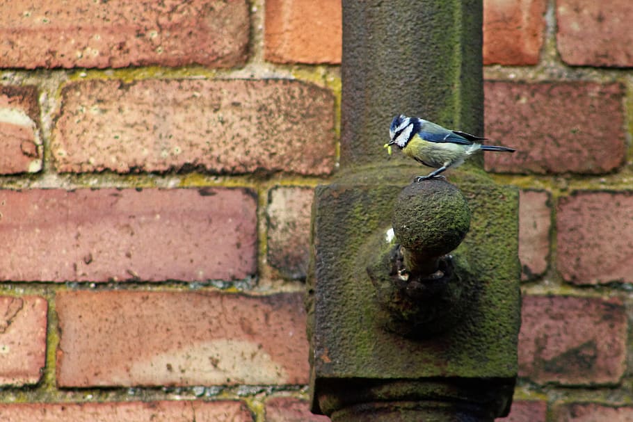 bird, drainpipe, wall, brick, brick wall, animal themes, animal wildlife HD wallpaper
