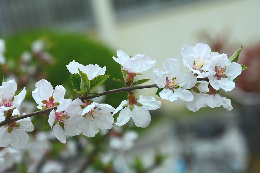 Big, Leaf, Dry, Cherry, Flower, Spring, big-leaf dry cherry HD wallpaper