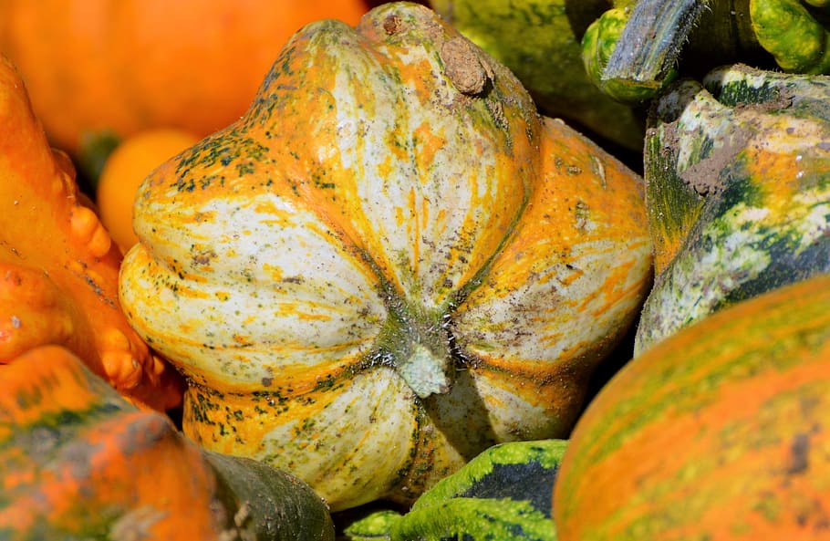 pumpkin, fruit, orange, autumn, cucurbita maxima, choose, large HD wallpaper