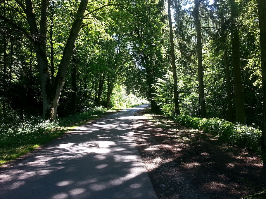 forest, forest path, road, atmosphere, mood, nature, tree, outdoors HD wallpaper