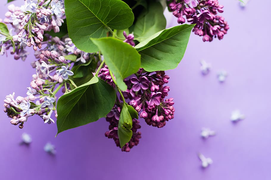 macro shot photo of purple flowers, purple flowers with green leaves HD wallpaper