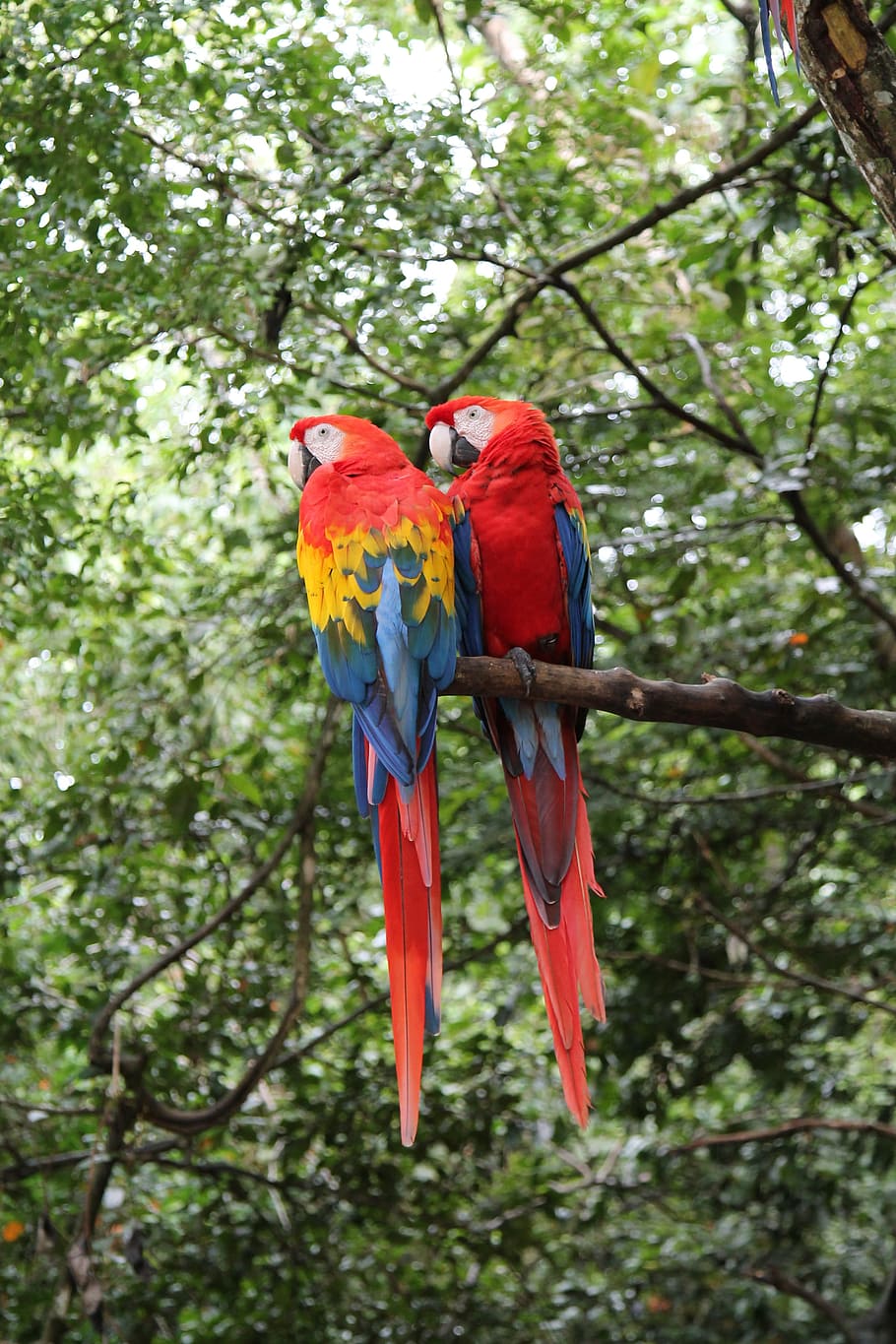 two red-and-blue parrots perched on tree trunk at daytime, macaws