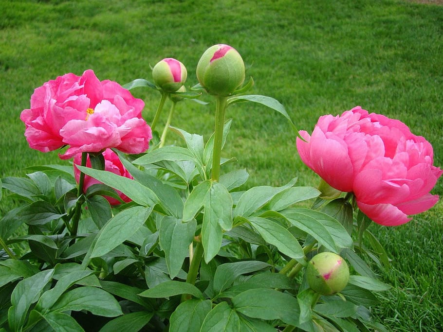 pink flowering plant, garden, spring, peony, leaf, lawn, bud HD wallpaper
