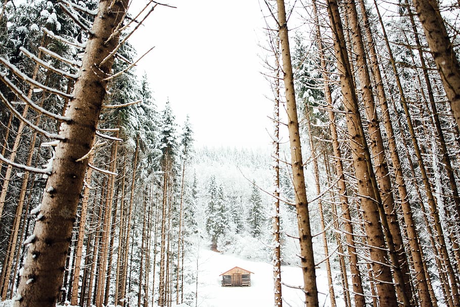 cabin in snow covered forest, worm's-eye view photography of snow covered trees through brown wooden house HD wallpaper