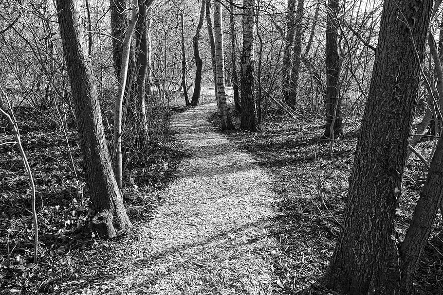 path, footpath, forest, trees, trunks, slender, landscape, bare trees HD wallpaper
