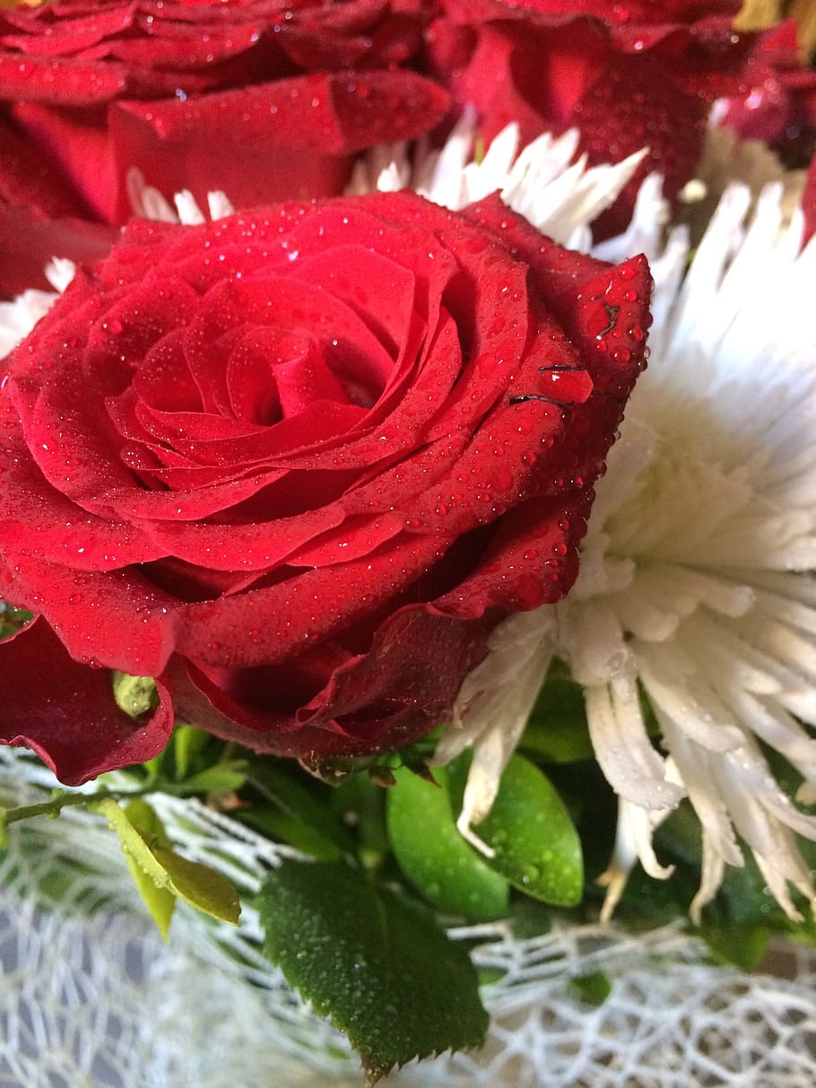 flower, red, green, flowering plant, freshness, petal, inflorescence HD wallpaper