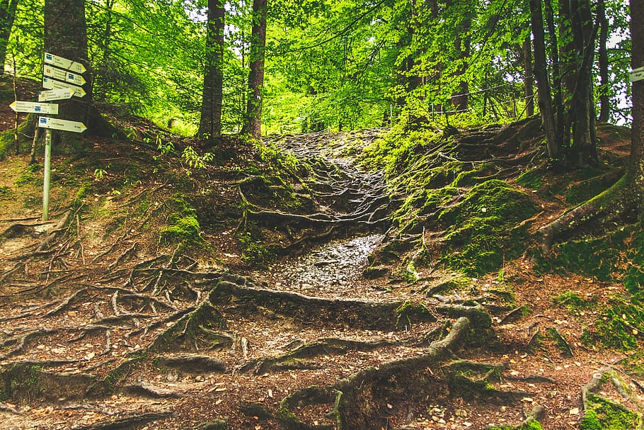 forest path, eistobel isny, hike, root, root system, trees HD wallpaper