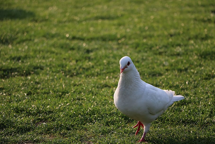 pigeon, grassland, green, natural, dexterity, bird, animal themes, HD wallpaper